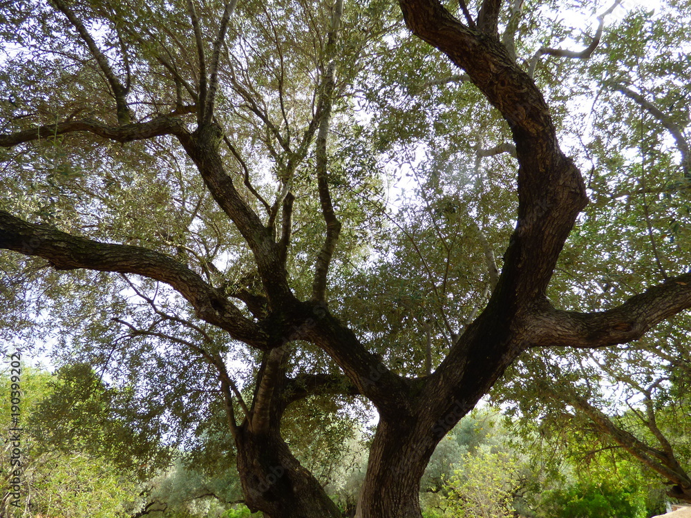 Olivos milenarios en Ulldecona, Tarragona ( Cataluña,España) Olivos milenarios en Ulldecona, Tarragona ( Cataluña,España)