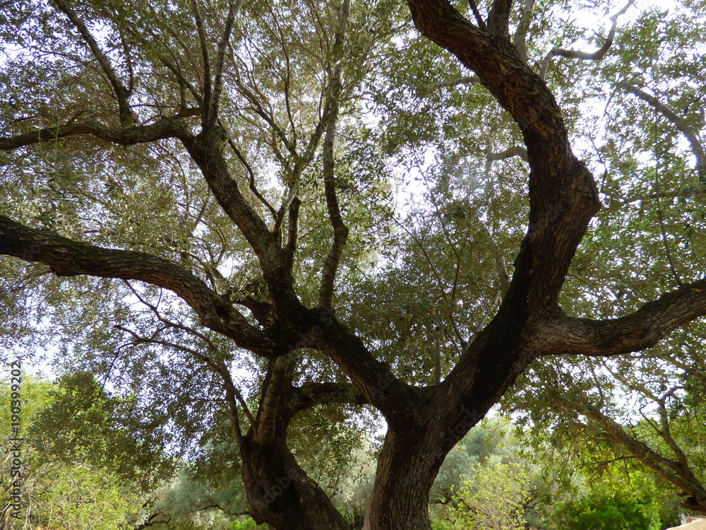 Olivos milenarios en Ulldecona, Tarragona ( Cataluña,España)