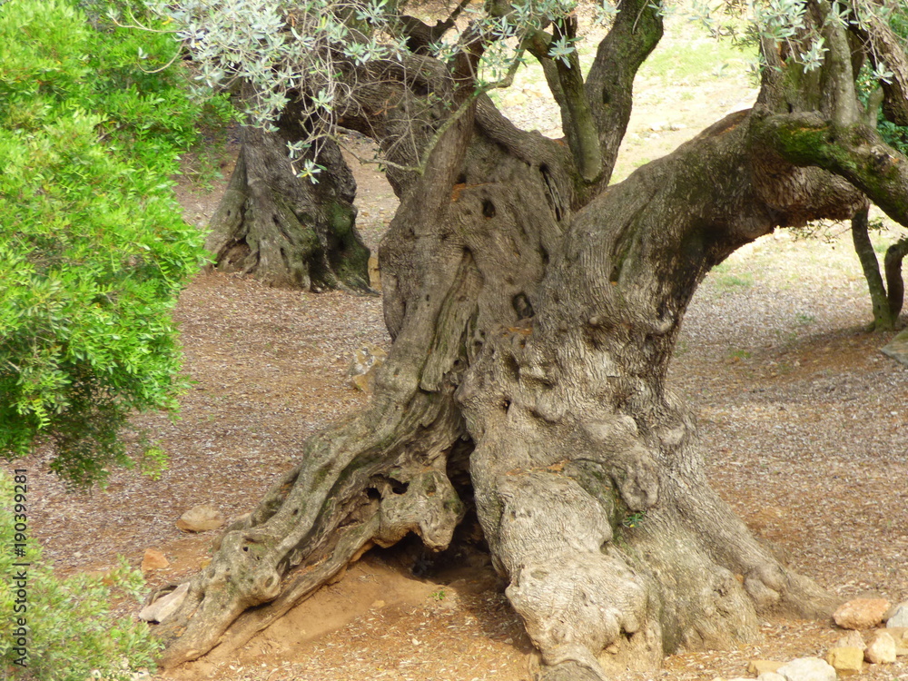 Olivos milenarios en Ulldecona, Tarragona ( Cataluña,España)