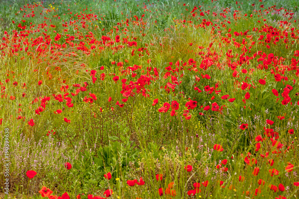 poppies field in Italy Tuscany