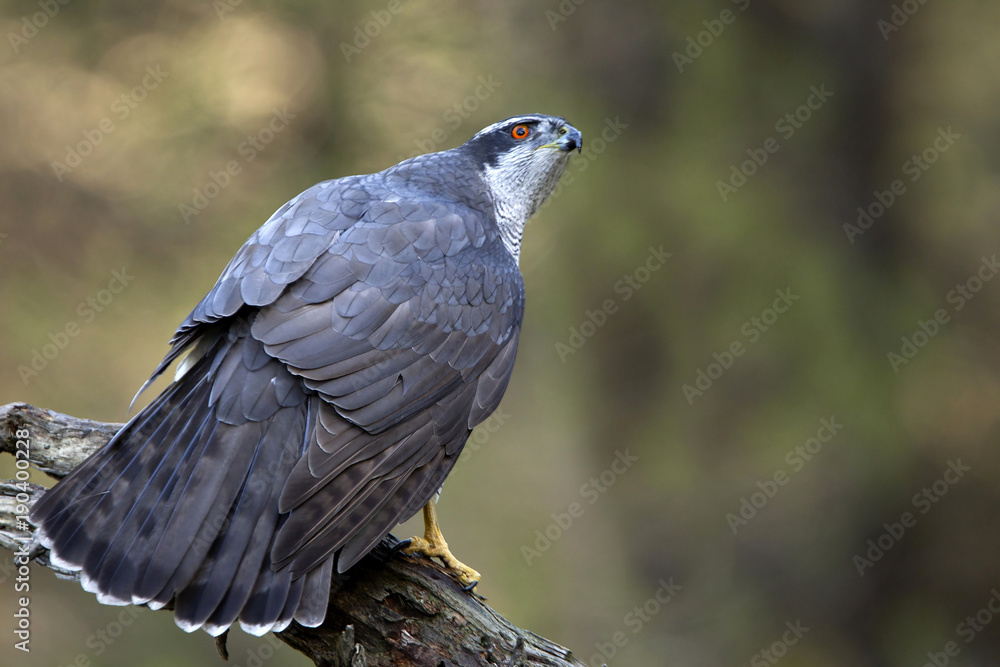 Fototapeta premium Northern goshawk. Accipiter gentilis