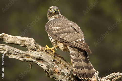 Northern goshawk. Accipiter gentilis