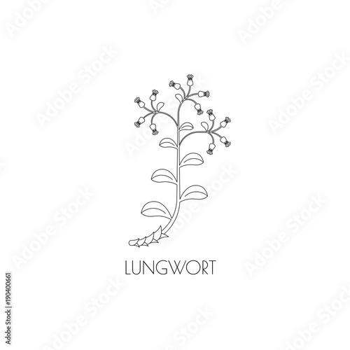 lungwort outline icon
