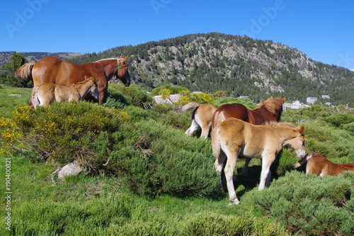 Chevaux de montagne dans Pyrénées