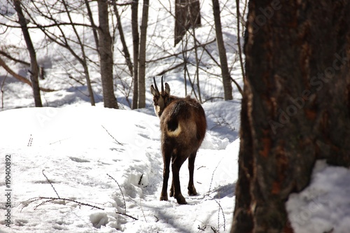 Chamois in the snow, Valnontey woods, Gran Paradiso National Park, Aosta Valley, Italy