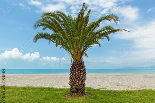 Palm on a background of empty beach and water. Empty azure coast with a palm tree.