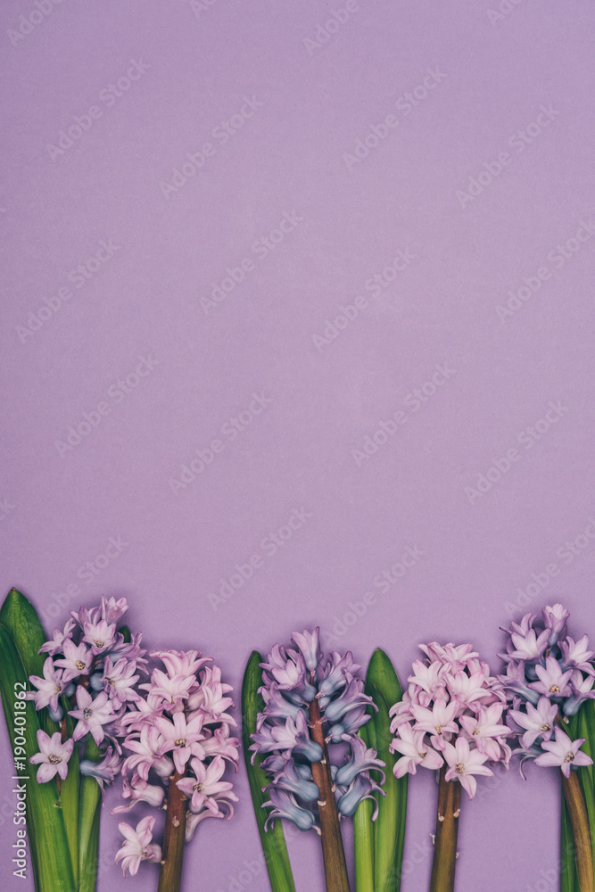 top view of arranged hyacinth flowers isolated on purple