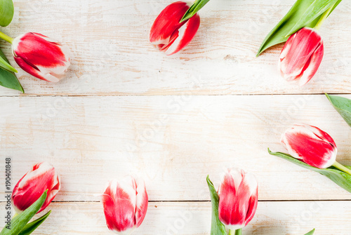 Background for congratulations  greeting cards. Fresh spring tulips flowers  on white wooden background top view copy space