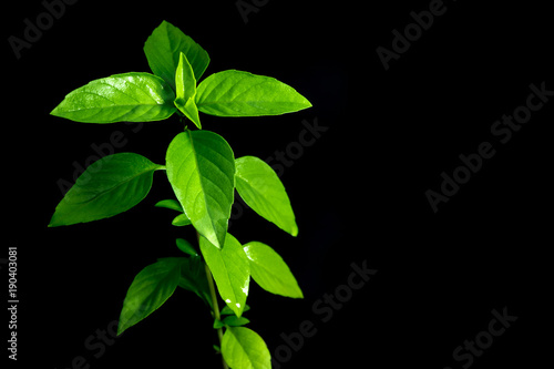 Fresh basil in black background  herbs and food ingredients