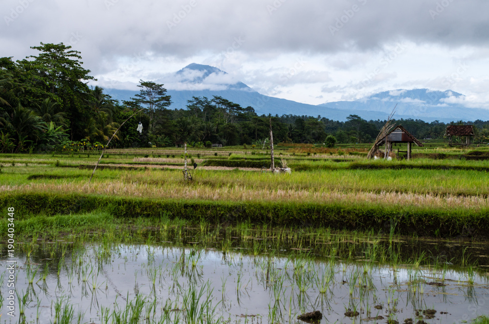 Rural scene on Bali with rice fields. Rural scene on Bali with rice fields.