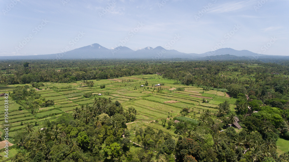 Aerial view of rice terrace field, farmlands. Rice plantation,terrace, agricultural land of farmers. Bali, Indonesia