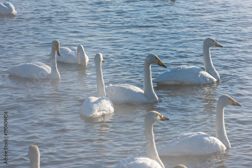 Beautiful white whooping swans swimming in the nonfreezing winter lake. The place of wintering of swans  Altay  Siberia  Russia.