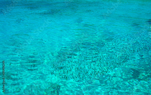 A small fish swarm swimming in crystal clear  turquoise  shallow water at Ter Bay on Ko Racha Yai. Racha Island is off the southeastern coast of Phuket  Thailand.