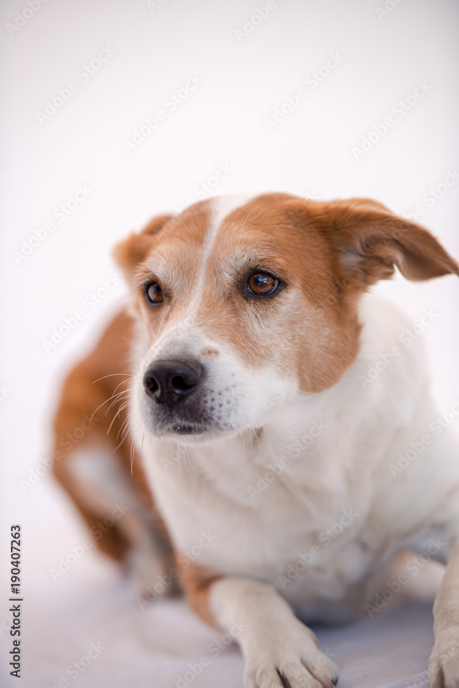 Red and White Mixed Breed Dog