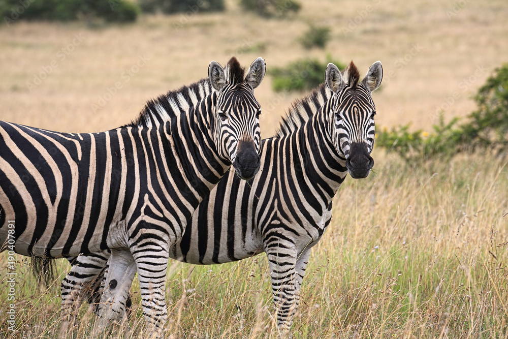 Obraz premium Zebras