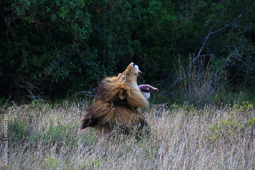 Fototapeta Naklejka Na Ścianę i Meble -  Gähnender Löwe