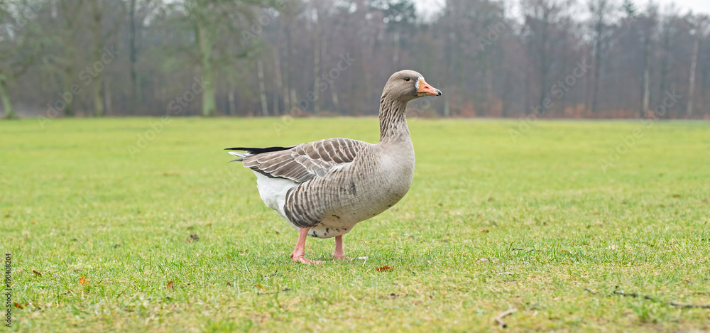 Greylag goose (anser anser) in meadow on cloudy day. Greylag goose (anser anser) in meadow on cloudy day.