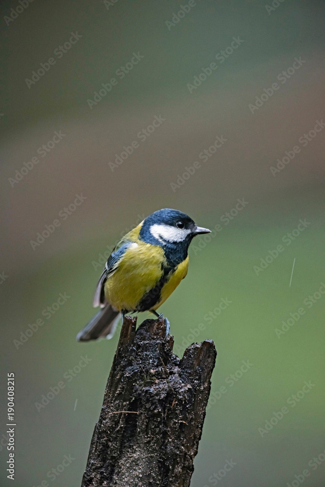 Fototapeta premium Great tit (Parus major) perched on tree stump in forest.