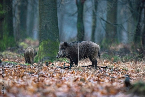 Wild boar (sus scrofa) in winter deciduous forest.