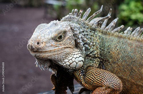 Shot of Iguana looking to the camera.