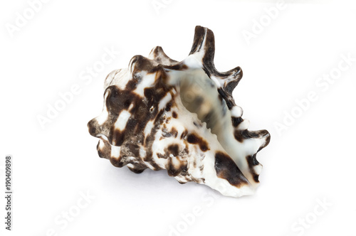 marine conch on white background