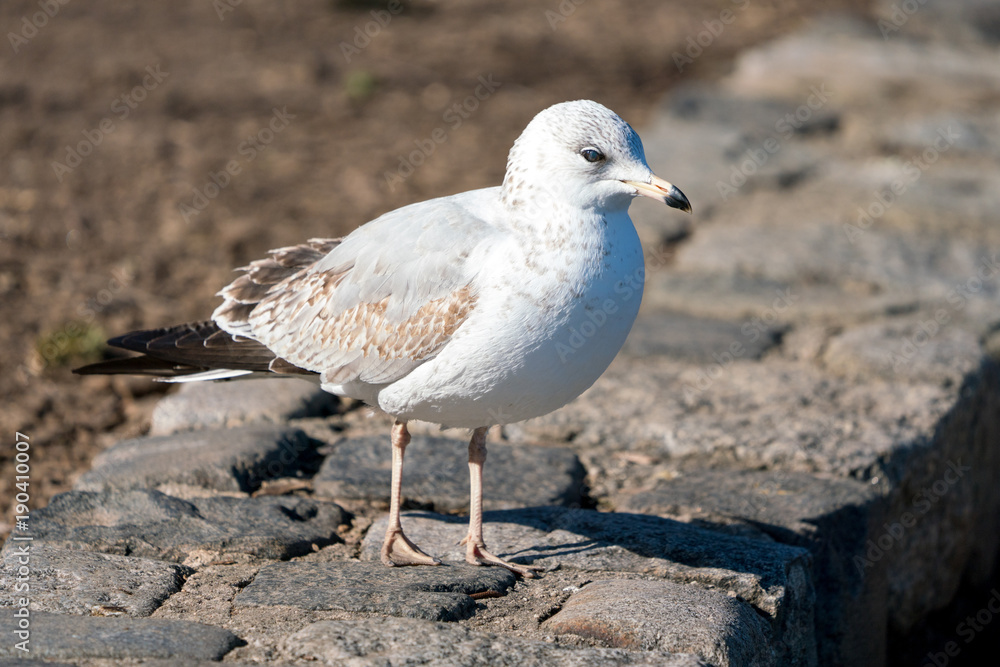 Standing Gull Standing Gull