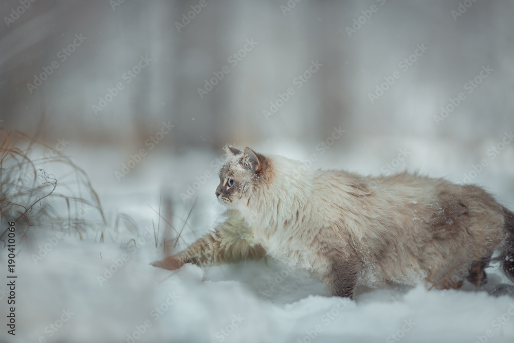 Obraz premium Neva masquerade cat winter portrait