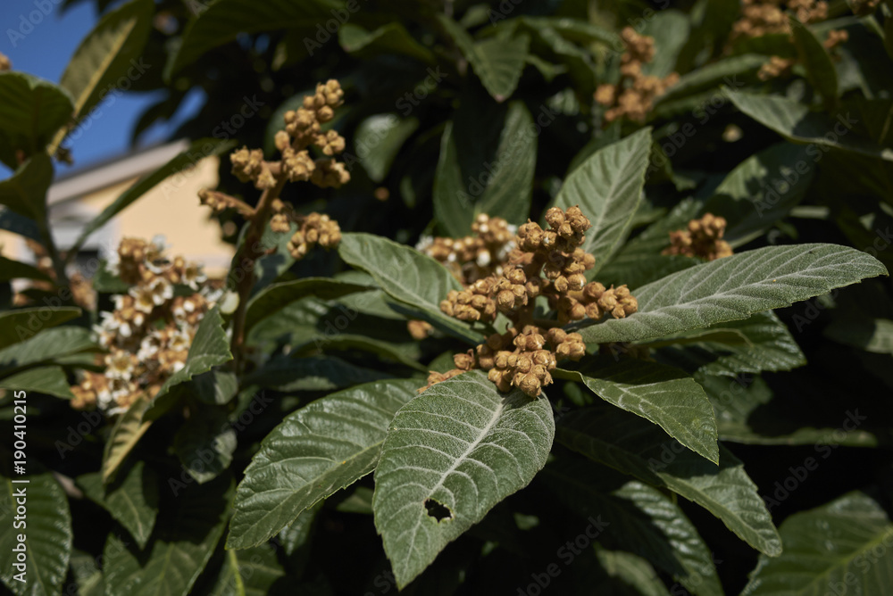 Eriobotrya japonica Eriobotrya japonica