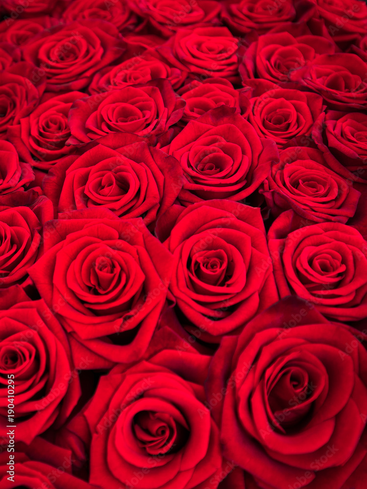 Rote Rosen als Hintergrund Stock Photo | Adobe Stock
