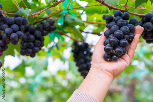 A woman hand holding a bunch of black grapes for making wine in Thailand. Fresh grapes that have not yet ripened. Green, Red and Black grapes, waiting to be taken to making wine.