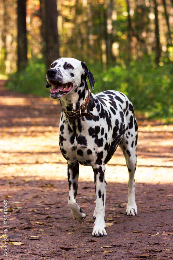 Dalmatian in forest