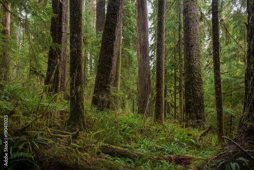 Rain Forest, Quinault Valley, Washington