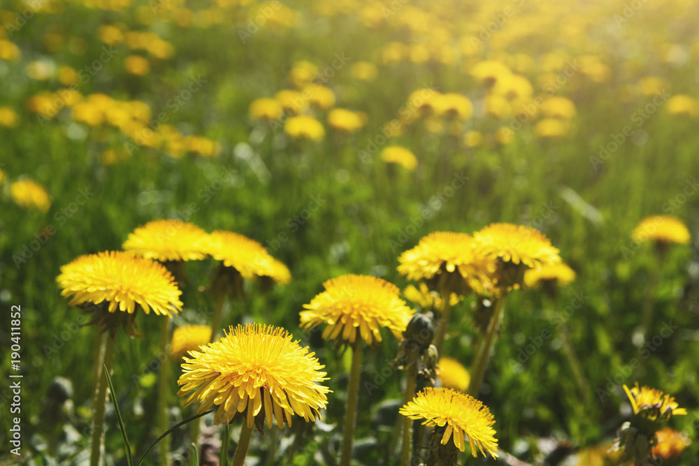 Yellow dandelion field closeup. Flower background. Yellow dandelion field closeup. Flower background.