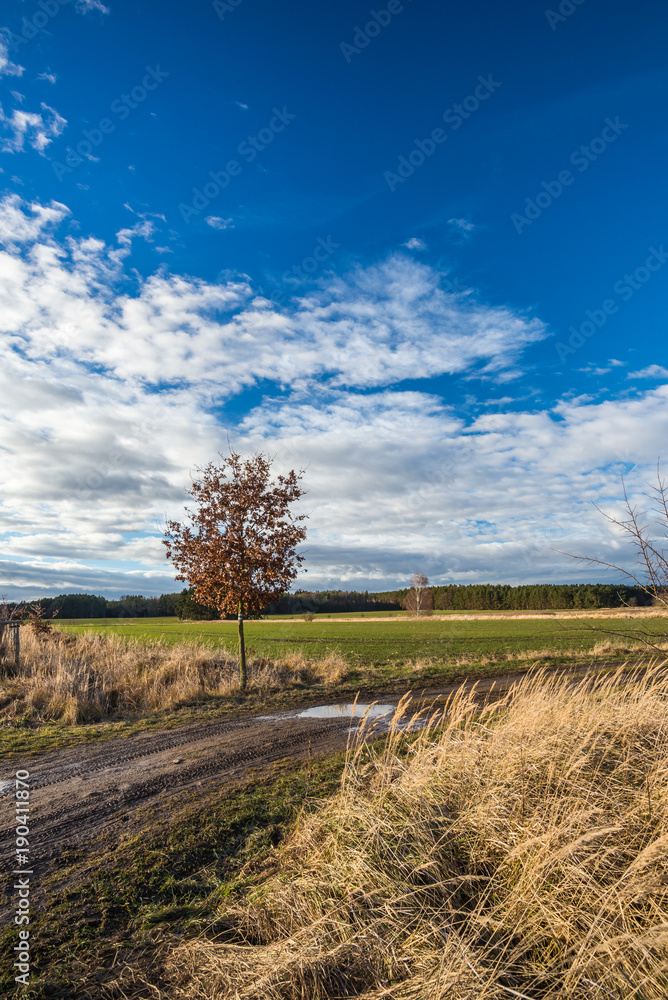 Single small oak tree with dry brown leaves next to dirty road Single small oak tree with dry brown leaves next to dirty road