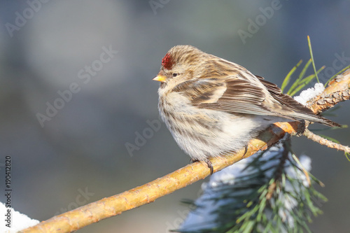 Common redpoll  photo