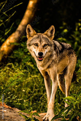 wolf  © sambodhi