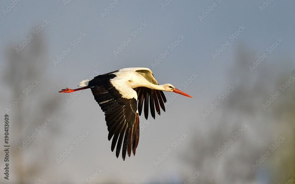 Weißstorch im Flug - Ciconia ciconia