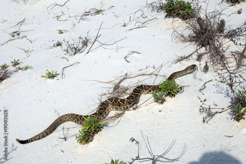 Fotografie Eastern diamondback rattlesnake crawls along the sand dune