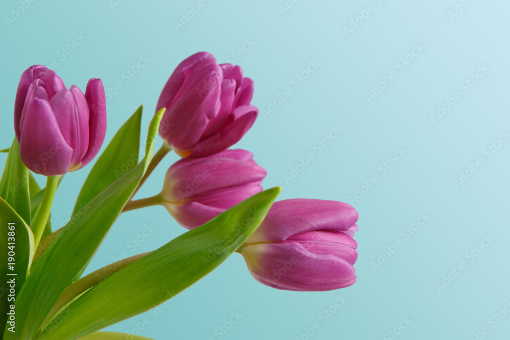 Fototapeta premium Violet tulips bouquet on blue background