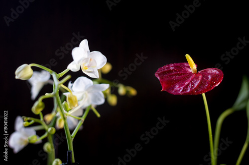 White phalaenopsis and red ...
