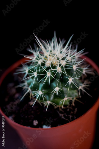 Beautiful green cactus in a...