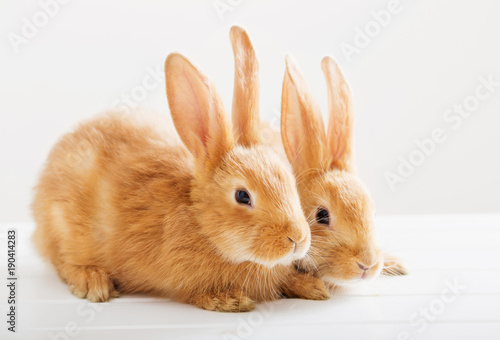 two bunnies on white background © Maya Kruchancova