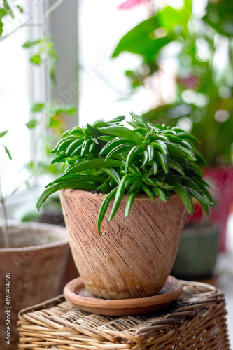 Peperomia ferreyrae in a clay pot as home plant.