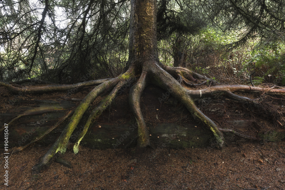 Exposed Sitka Spruce tree roots on nurse log, Kalaloch, Washington