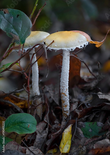 Stropharia ambigua mushroom, Joyce Washington