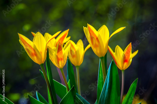 Garten Lenz Gelb Frueh Jahr Blume Tulpe im