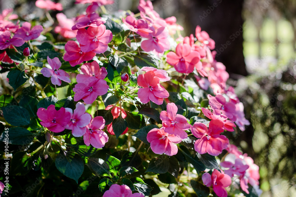 Naklejka premium Flowerbed with pink flowers on summer or autumn day.