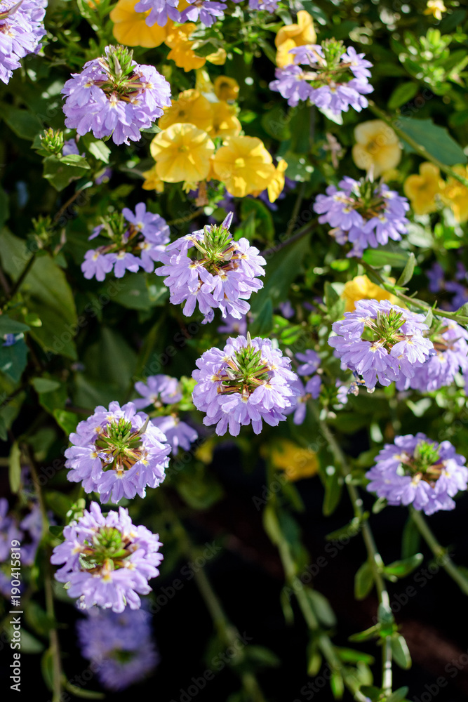 Some flowers at sunny day as landscape design elements Some flowers at sunny day as landscape design elements