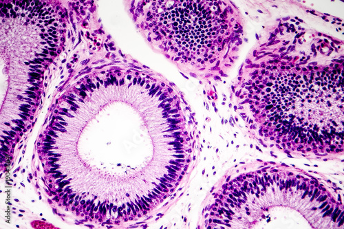 Histology of human epididymis tissue, micrograph. Photo under microscope.