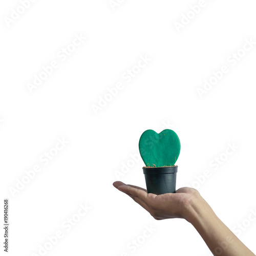 Hand holding Hoya Kerrii(Sweetheart plant or Valentine Hoya) isolated on white background photo